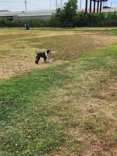 Chattanooga Chew Chew Canine Park