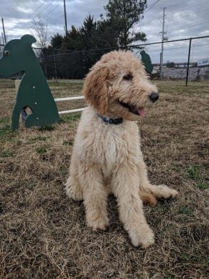 Chattanooga Chew Chew Canine Park