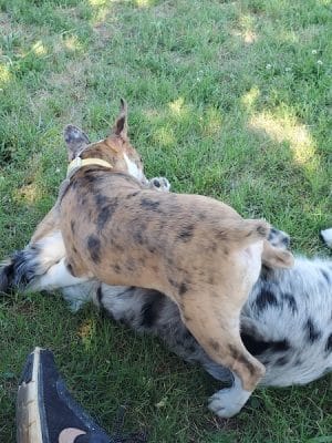 Chattanooga Chew Chew Canine Park