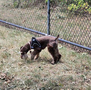 Chattanooga Chew Chew Canine Park