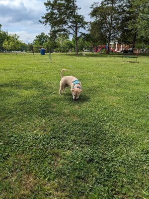 Heritage Park Dog Park Off-Leash