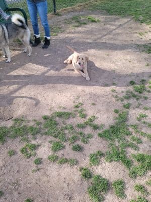 Heritage Park Dog Park Off-Leash