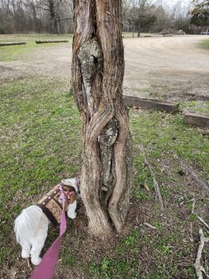 Heritage Park Dog Park Off-Leash