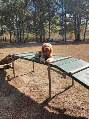 Heritage Park Dog Park Off-Leash