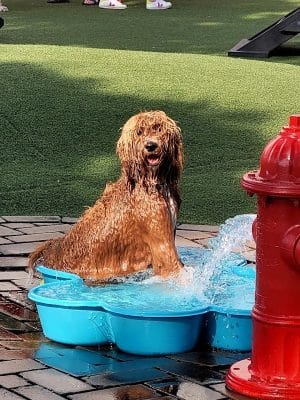 Play Wash Pint
