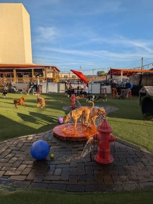 Play Wash Pint