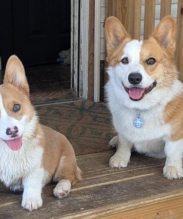 Play Wash Stay