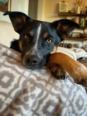 Play Wash Stay