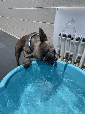 Play Wash Stay