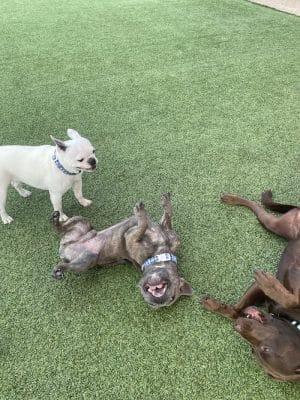 Play Wash Stay