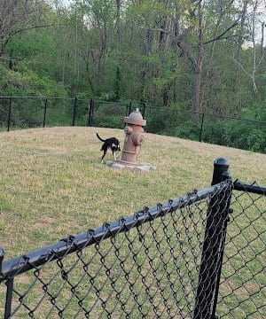 St Elmo South Dog Park