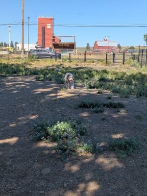 Cheney Dog Park - Cheney, WA