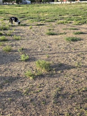 Cheney Dog Park - Cheney, WA