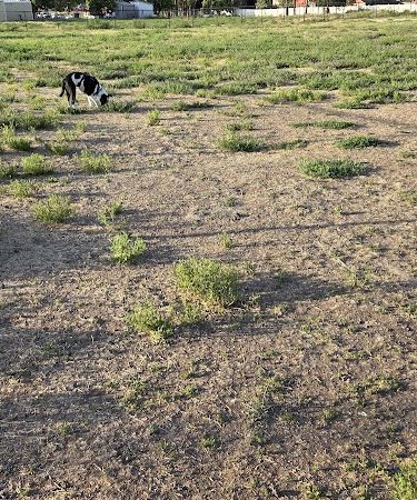 Cheney Dog Park - Cheney, WA