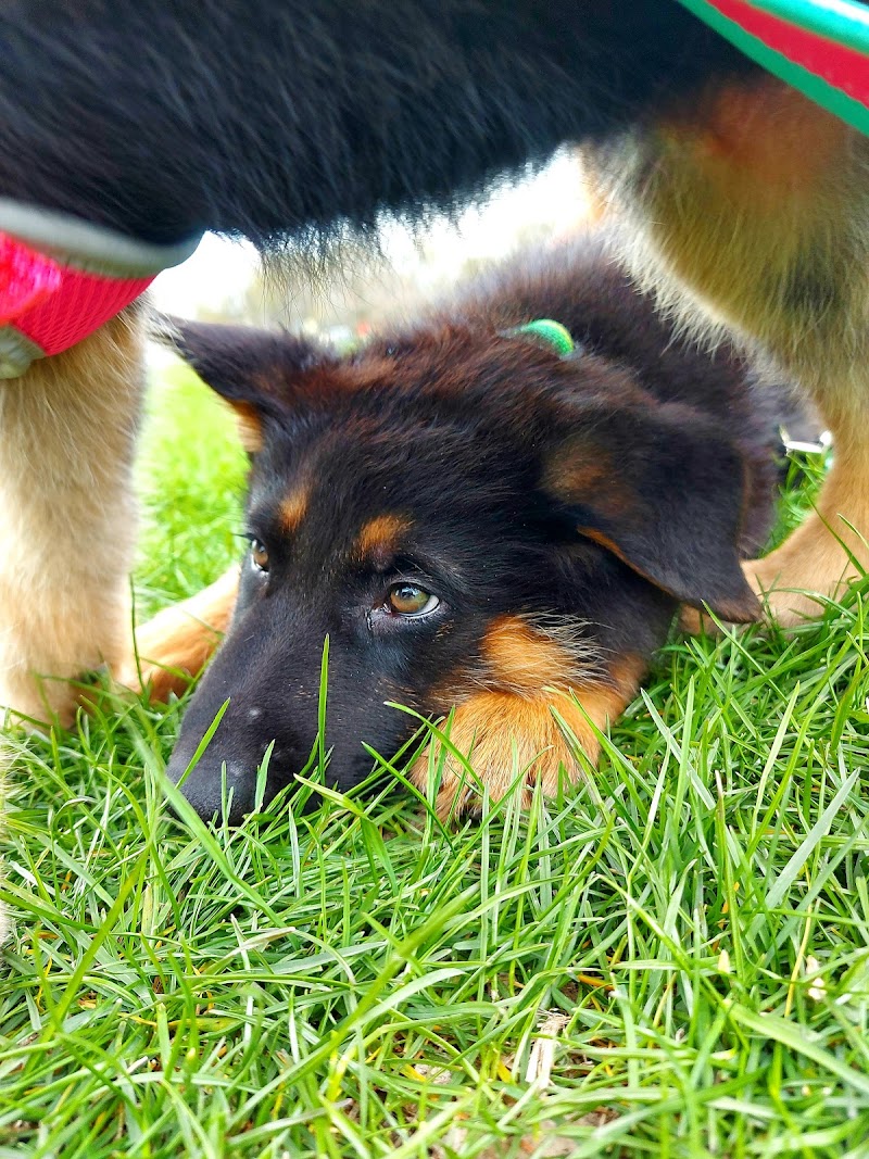 Dogwood Soccer Fields - Chesterton, IN