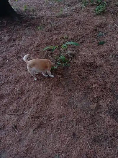 City of Chetek Dog Park - Chetek, WI