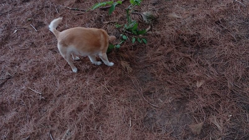 City of Chetek Dog Park - Chetek, WI