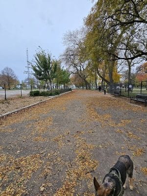 Calumet Bark
