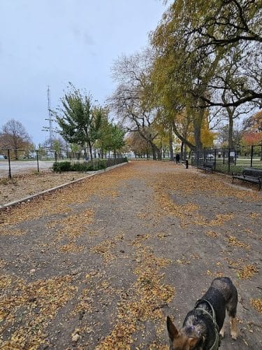 Calumet Bark