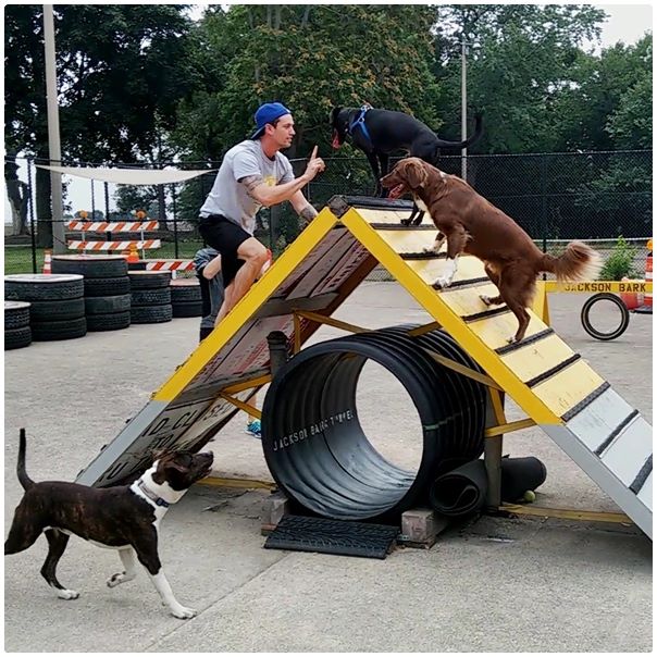 Jackson Bark - Chicago, IL