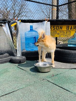 Jackson Bark