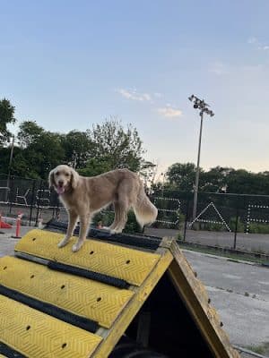 Jackson Bark