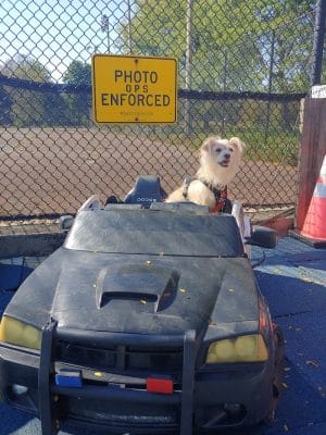 Jackson Bark