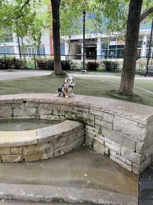 Lakeshore East Dog Park