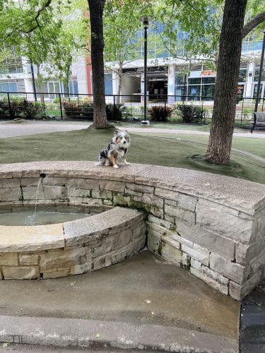 Lakeshore East Dog Park