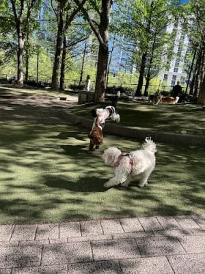Lakeshore East Dog Park