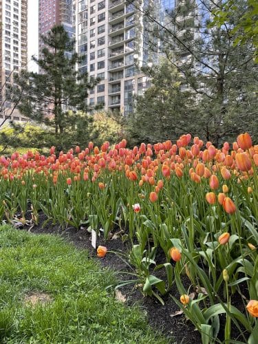 Lakeshore East Dog Park
