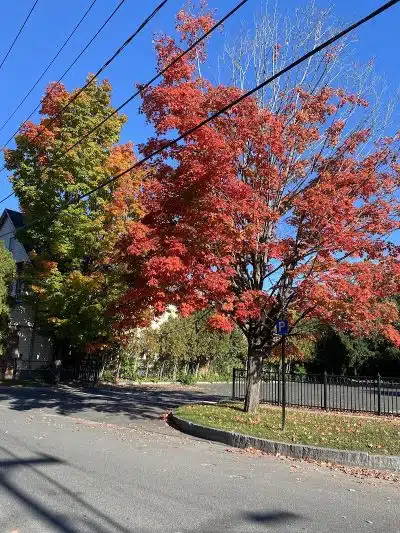 Lucy M. Wisniowski Memorial park - Chicopee, MA