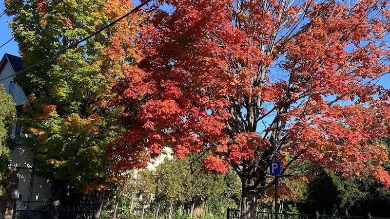 Lucy M. Wisniowski Memorial park - Chicopee, MA