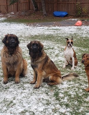 The Dog Park