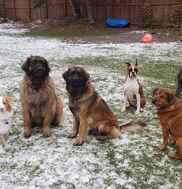 The Dog Park