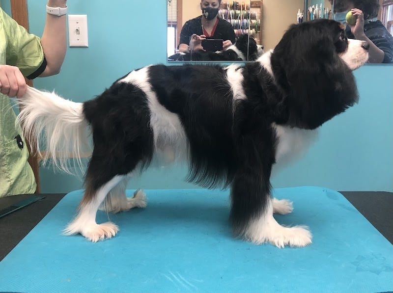 Pampered Paws-N-Claws - Claridge, PA