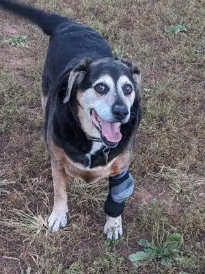 Tanglewood Dog Park - Clemmons, NC