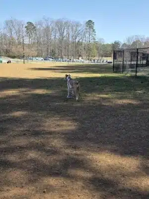 Tanglewood Dog Park - Clemmons, NC