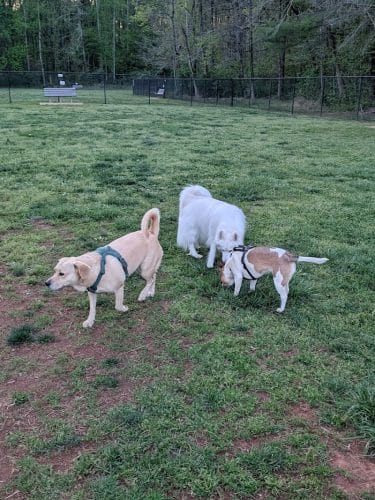 Tanglewood Dog Park - Clemmons, NC