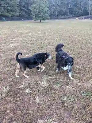 Tanglewood Dog Park - Clemmons, NC