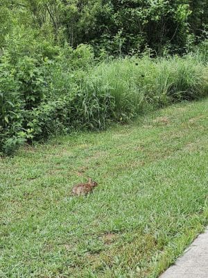 Freewill - Candies Creek Walking Trail