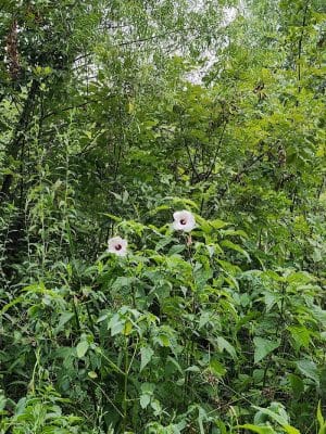 Freewill - Candies Creek Walking Trail