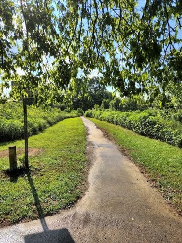 Freewill - Candies Creek Walking Trail