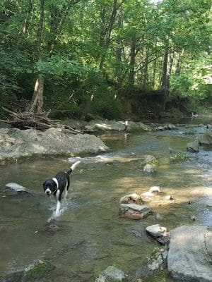Tinsley Park Dog Park