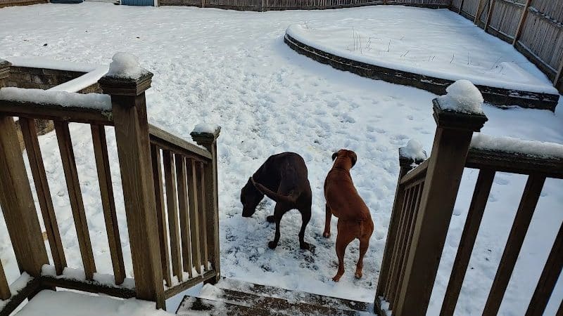 Dog's Day Out Private Dog Park - Clifton Park, NY
