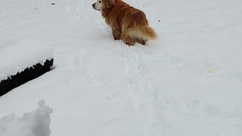 Dog's Day Out Private Dog Park - Clifton Park, NY