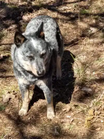 South Fork Nature Center - Clinton, AR