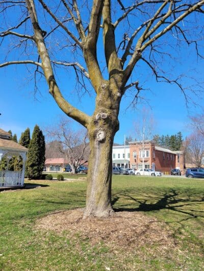 Veterans Memorial Centre Park - Cobleskill, NY