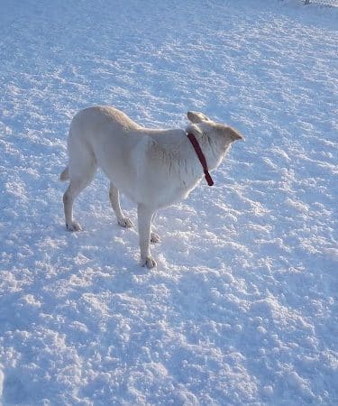 Central Bark Dog Park