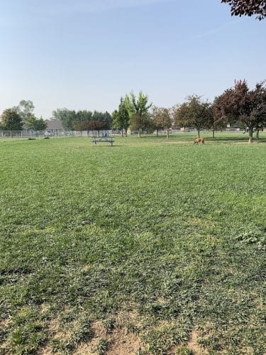 Central Bark Dog Park